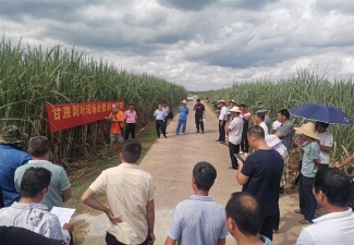 红河制糖公司举办甘蔗剥叶竞赛